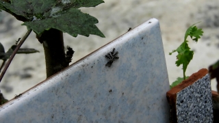 Ant, Insect, Arthropod, Wall, Invertebrate, Old