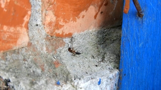 Ant, Insect, Arthropod, Wall, Old, Texture