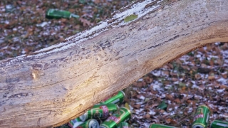 Ant, Insect, Arthropod, Wood, Old, Rough