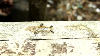 Ant, Old, Wall, Grunge, Aged, Rough