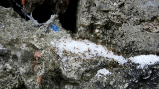 Ant, Texture, Rough, Surface, Stone, Arthropod