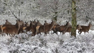 Antelope, Ruminant, Wildlife, Wild, Ibex, Deer