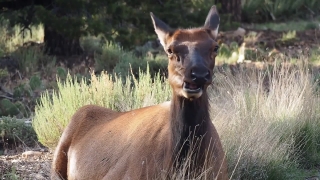 Antelope, Wildlife, Buck, Impala, Deer, Mammal