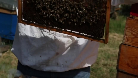 Apiary, Shed, Outbuilding, Building, Farmer, Structure
