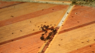 Apiary, Wood, Shed, Texture, Wooden, Plank
