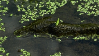 Aquatic, Aquatic Plant, Common Duckweed, Duckweed, Plant, Vascular Plant