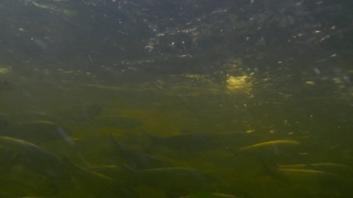 Aquatic, Aquatic Plant, Water, Vascular Plant, Eelgrass, Plant
