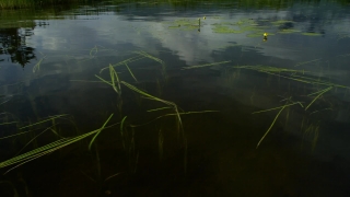 Aquatic, Aquatic Plant, Water, Vascular Plant, Landscape, Lake