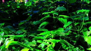 Aquatic, Plant, Aquatic Plant, Vascular Plant, Leaf, Leaves