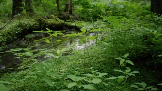 Aquatic, Plant, Forest, Tree, Landscape, Vascular Plant