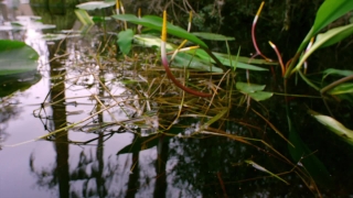 Aquatic, Plant, Vascular Plant, Carnivorous Plant, Tree, Herb