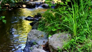 Aquatic, River, Water, Stream, Landscape, Aquatic Plant