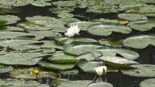 Aquatic, Water, Lake, Pond, Plant, Aquatic Plant