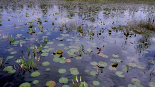 Aquatic, Water, Lake, Pond, Reflection, Swamp