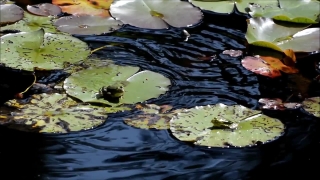 Aquatic, Water, River, Lake, Pond, Water Snake
