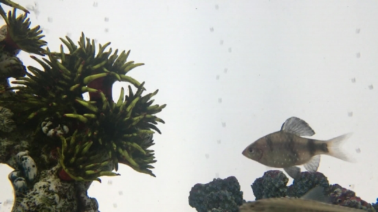 Aquatic, Water, Sea, Ocean, Aquarium, Tropical