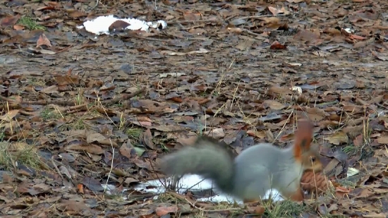 Arctic Fox, Bunny, Bird, Fox, Canine, Outdoors
