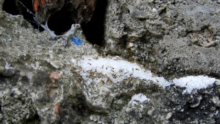 Arthropod, Barnacle, Invertebrate, Texture, Stone, Ant