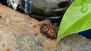 Arthropod, Hermit Crab, Invertebrate, Crustacean, Horseshoe Crab, Animal