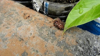 Arthropod, Horseshoe Crab, Invertebrate, Tarantula, Animal, Spider