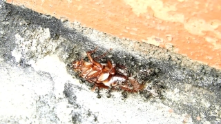 Arthropod, Insect, Invertebrate, Animal, Texture, Cockroach