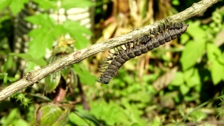 Arthropod, Invertebrate, Millipede, Snake, Tree, Plant