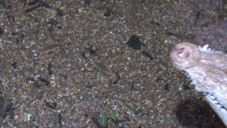 Arthropod, Texture, Fiddler Crab, Crab, Stone, Sand