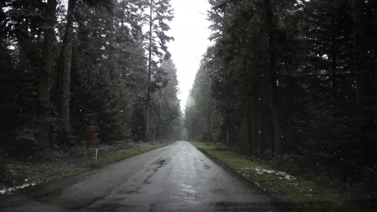 Ascent, Road, Slope, Tree, Trees, Landscape