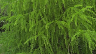Asparagus Fern, Herb, Vascular Plant, Plant, Organism, Forest