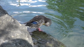 Auk, Bird, Seabird, Aquatic Bird, Water, Wildlife