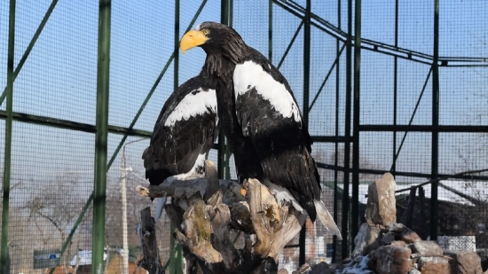 Bald Eagle, Eagle, Bird, Wildlife, Beak, Feathers