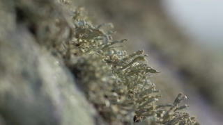 Barnacle, Arthropod, Crustacean, Invertebrate, Animal, Insect