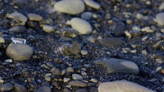 Barnacle, Crustacean, Arthropod, Invertebrate, Stone, Beach