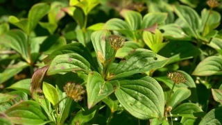 Basil, Herb, Plant, Vascular Plant, Leaf, Leaves