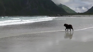 Beach, Ocean, Sea, Water, Seaside, Sand