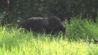 Bear, Bison, Cattle, Mammal, Grass, Brown Bear