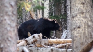 Bear, Mammal, Sloth Bear, Wildlife, Wild, Fur