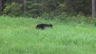Bear, Mammal, Wild, Wildlife, Grass, Park