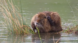 Beaver, Rodent, Mammal, Fur, Wildlife, Wild