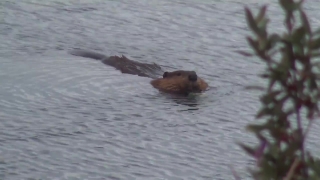 Beaver, Rodent, Mammal, Water, Sea, Ocean