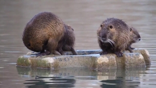 Beaver, Rodent, Mammal, Wildlife, Otter, Fur