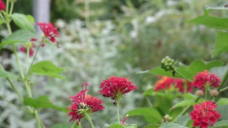 Bee Balm, Herb, Plant, Vascular Plant, Flower, Blossom