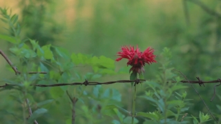 Bee Balm, Herb, Vascular Plant, Plant, Flower, Garden
