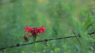 Bee Balm, Herb, Vascular Plant, Plant, Flower, Garden