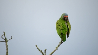 Bee Eater, Bird, Parrot, Wildlife, Beak, Feather
