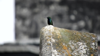 Bee Eater, Bird, Wildlife, Beak, Feather, Wild