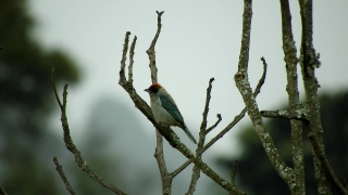 Bee Eater, Bird, Wildlife, Tree, Wild, Feather