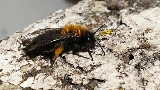 Bee, Insect, Arthropod, Flower, Invertebrate, Fly