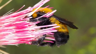 Bee, Insect, Arthropod, Flower, Invertebrate, Plant