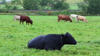 Beef, Ranch, Farm, Cow, Grass, Pasture